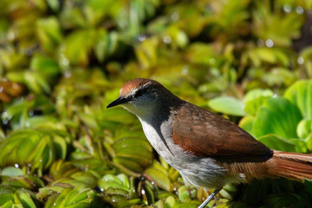 Yellow-chinned Spinetail - ML627068284