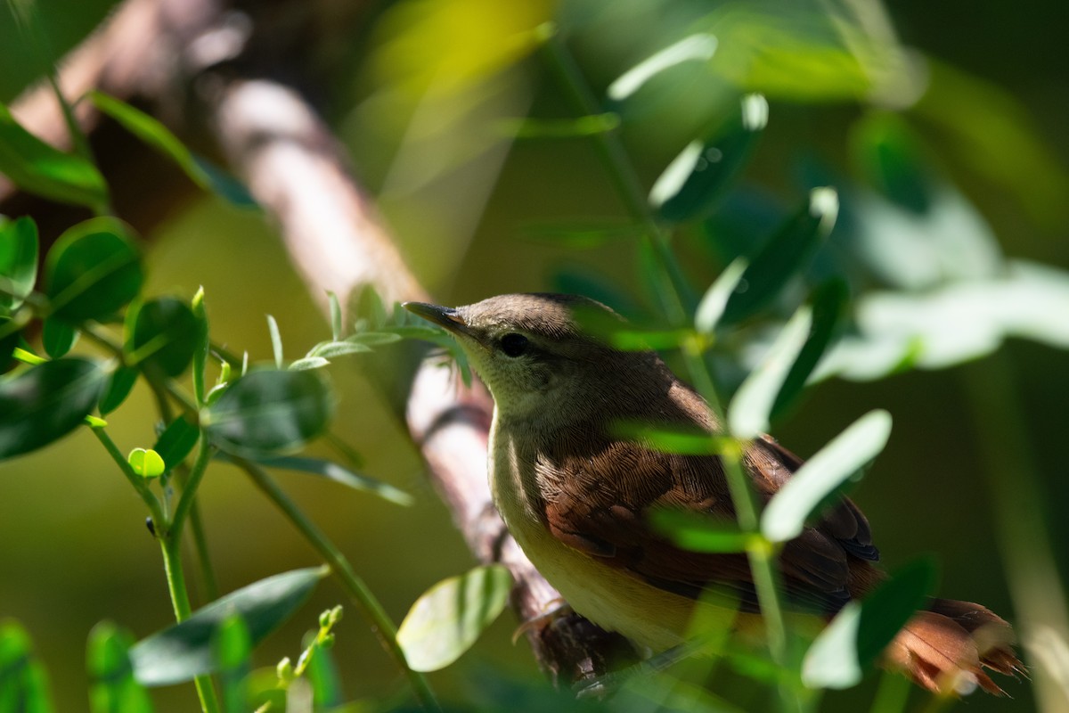 Yellow-chinned Spinetail - ML627068286