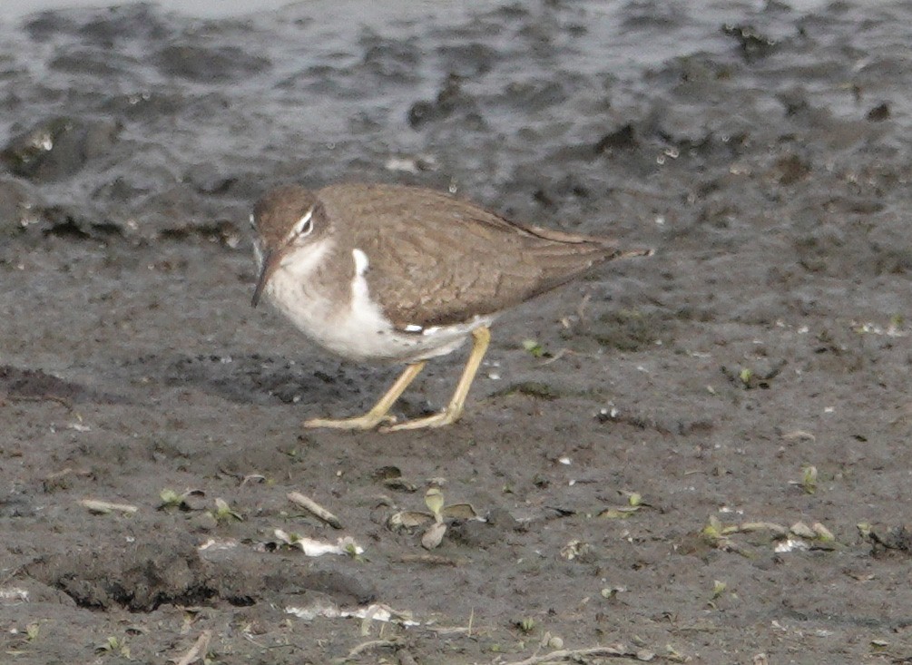 Spotted Sandpiper - ML627068291