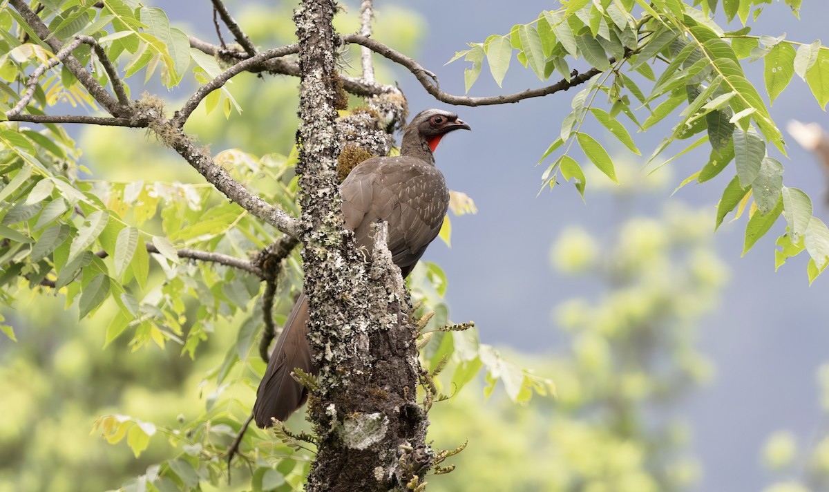Red-faced Guan - ML627068390