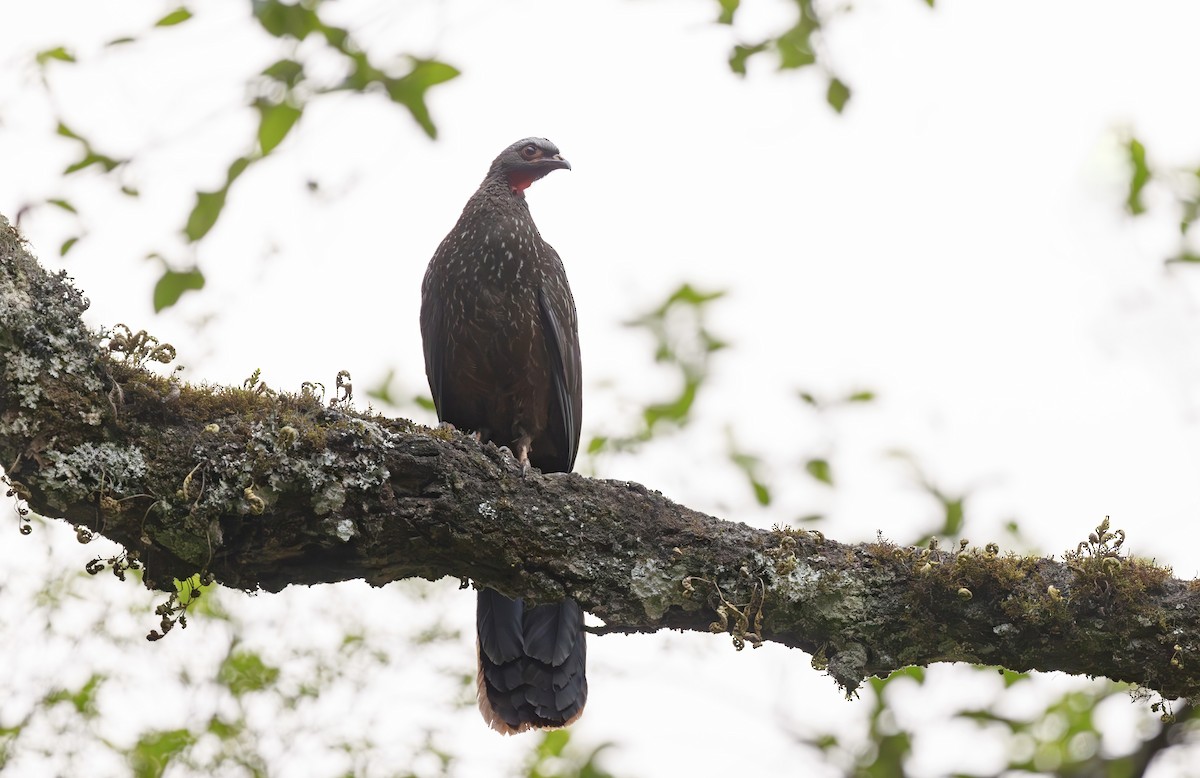 Red-faced Guan - ML627068391
