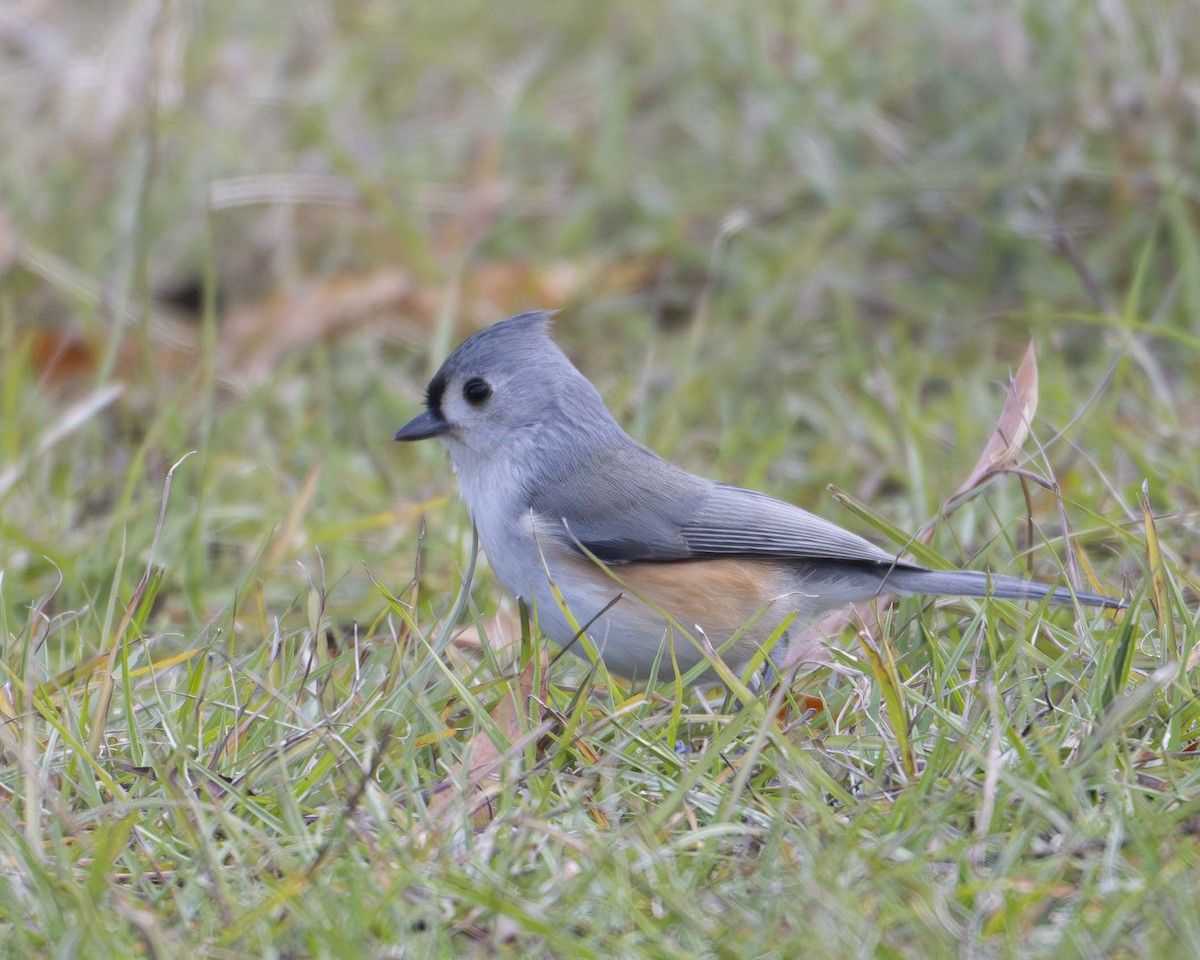 Tufted Titmouse - ML627068568