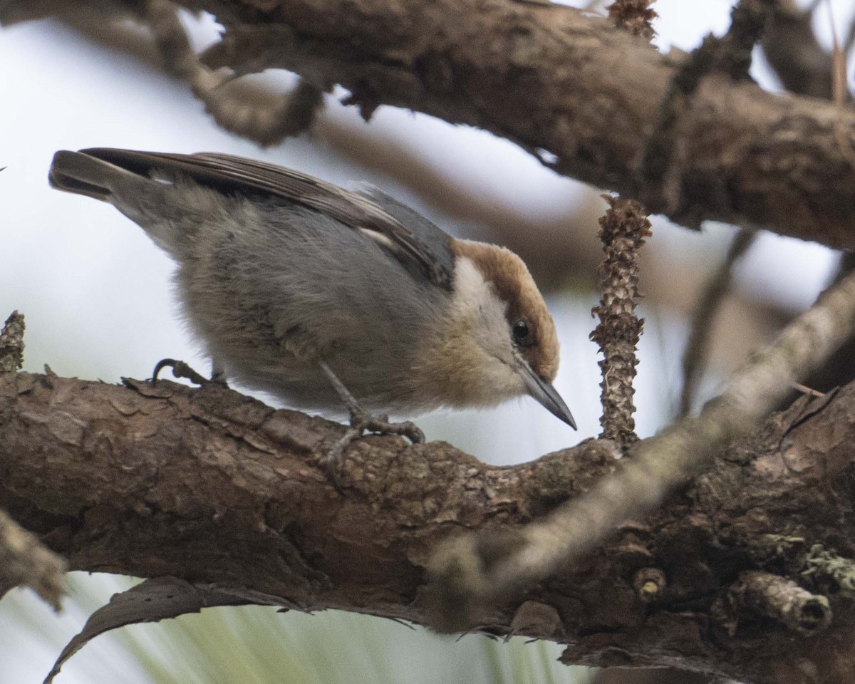 Brown-headed Nuthatch - ML627068586