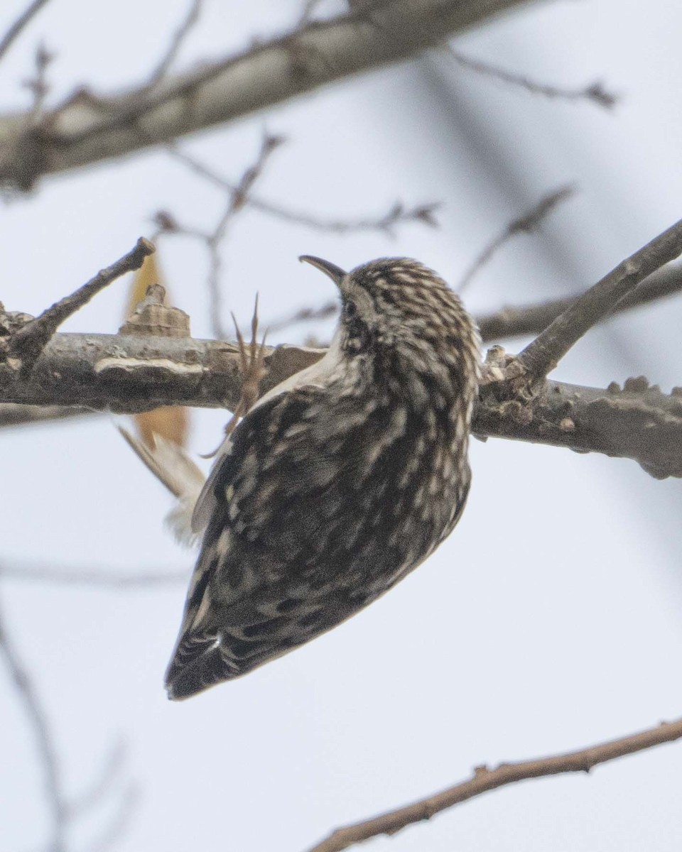 Brown Creeper - ML627068598