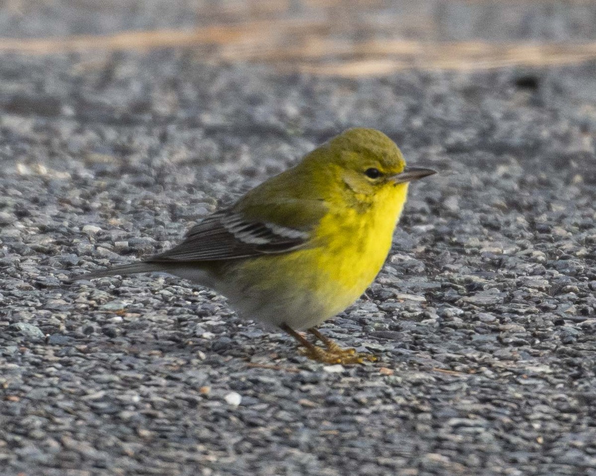 Pine Warbler - ML627068629