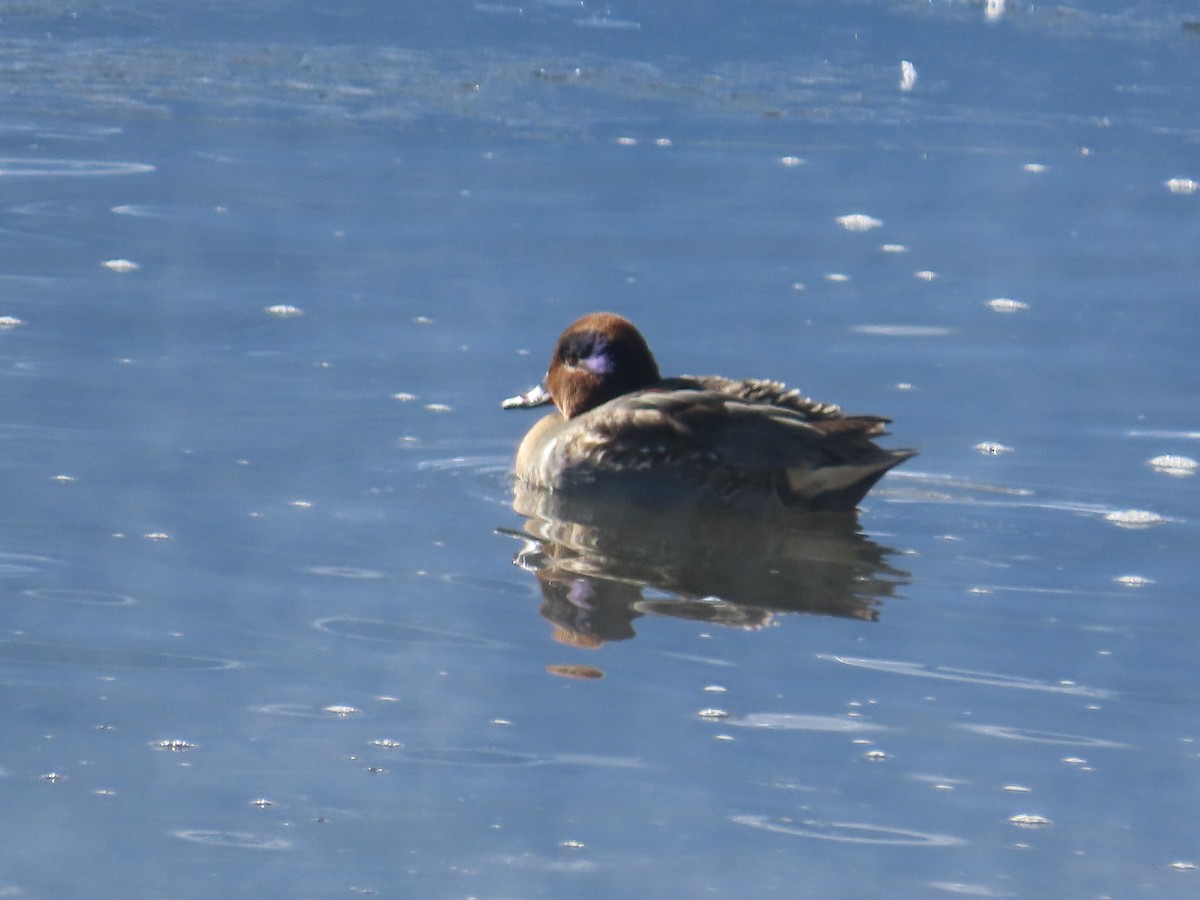 Green-winged Teal - ML627068640