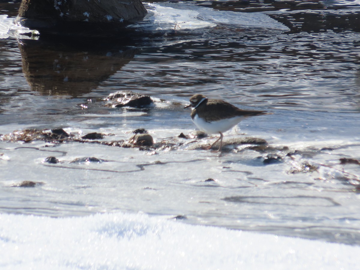 Killdeer - ML627068697