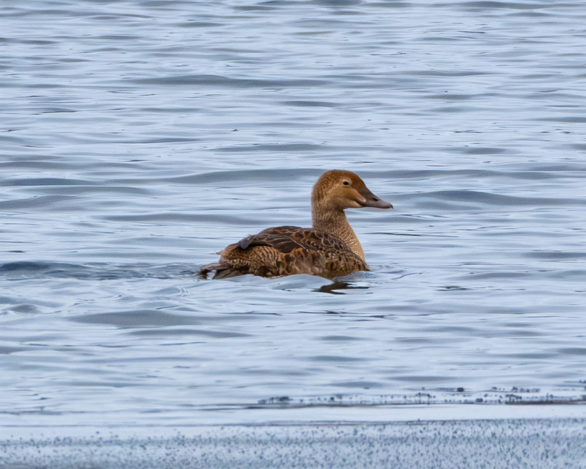 King Eider - ML627068705