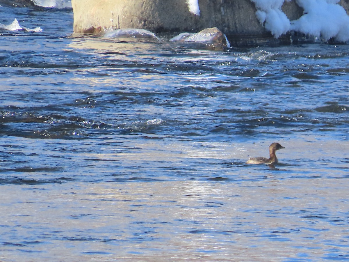 Pied-billed Grebe - ML627068843