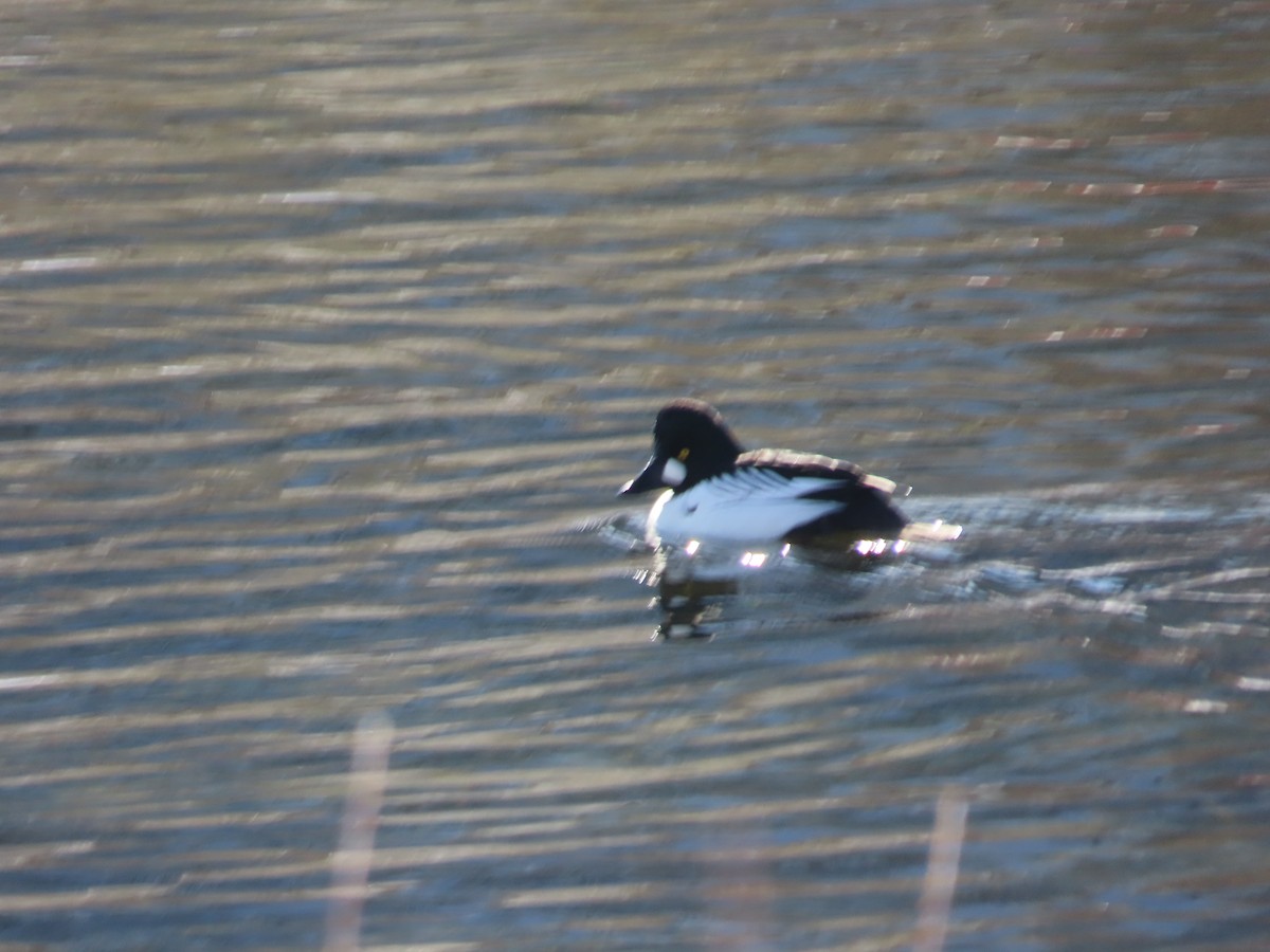 Common Goldeneye - ML627068851