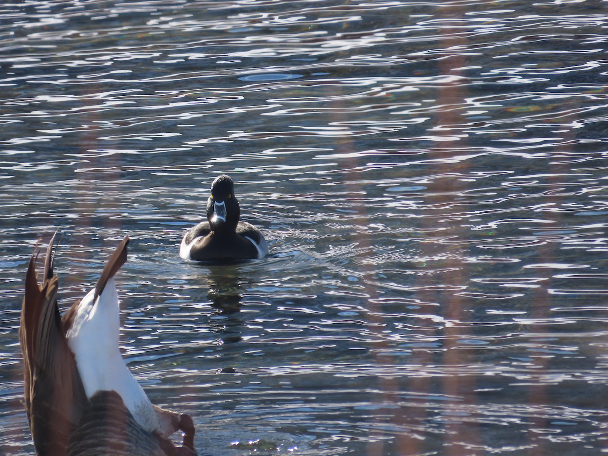 Ring-necked Duck - ML627068872