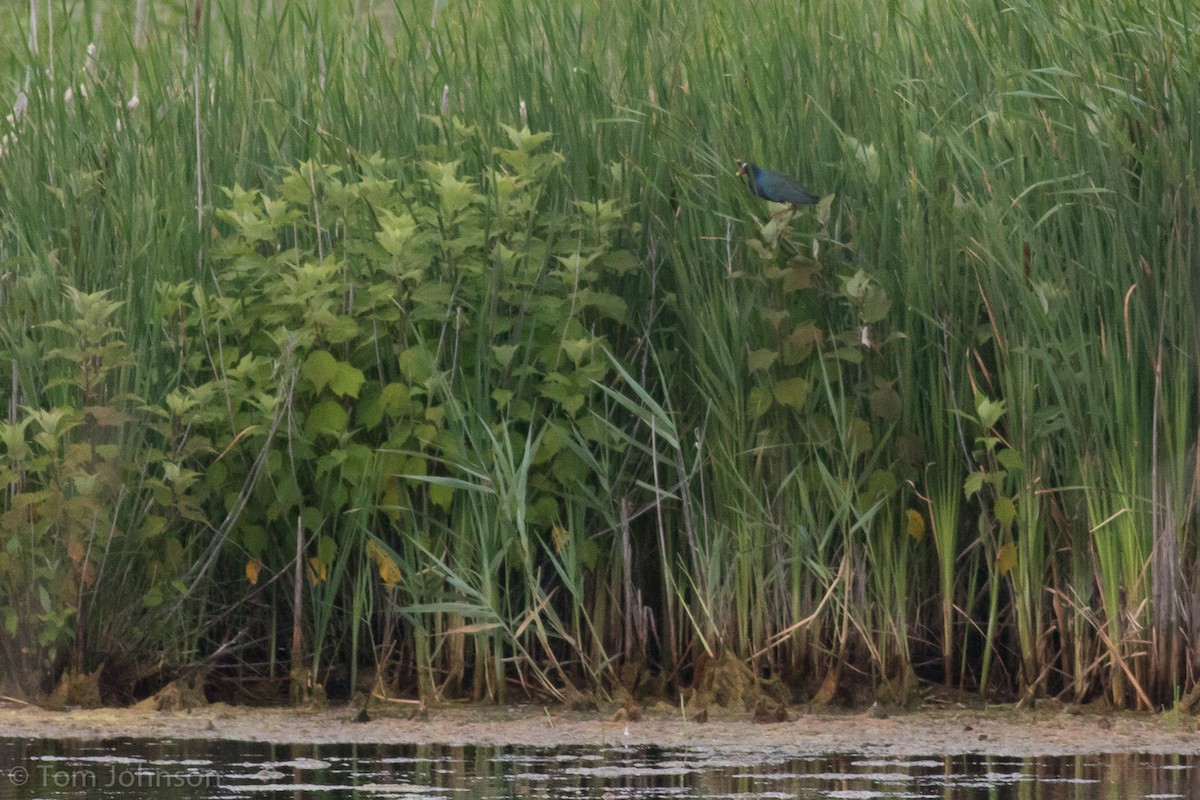 Purple Gallinule - ML62706891