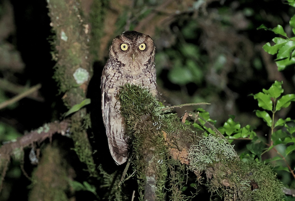 Montane Forest Screech-Owl - ML627068912