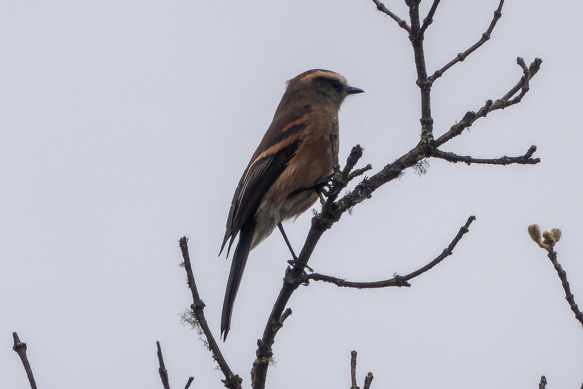 Brown-backed Chat-Tyrant - ML627069000