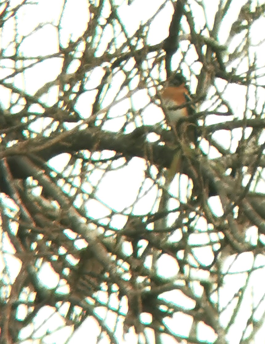 Brambling - ML627069006