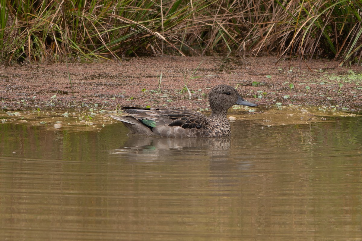 Andean Teal - ML627069087