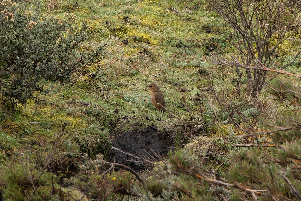 Boyaca Antpitta - ML627069092