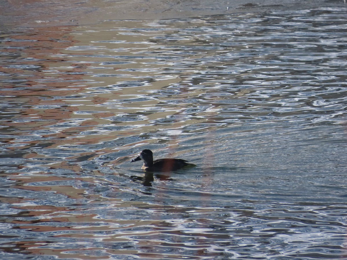 Ring-necked Duck - ML627069093