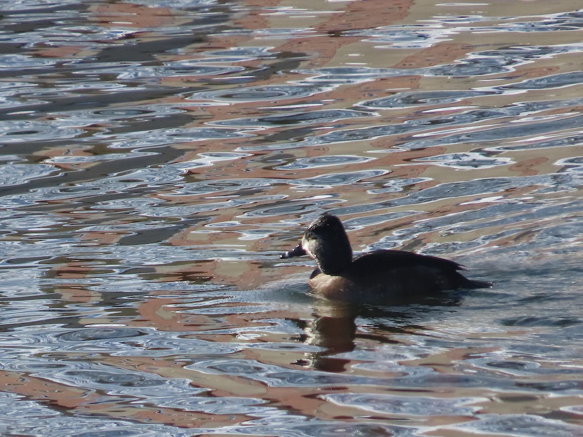 Ring-necked Duck - ML627069107