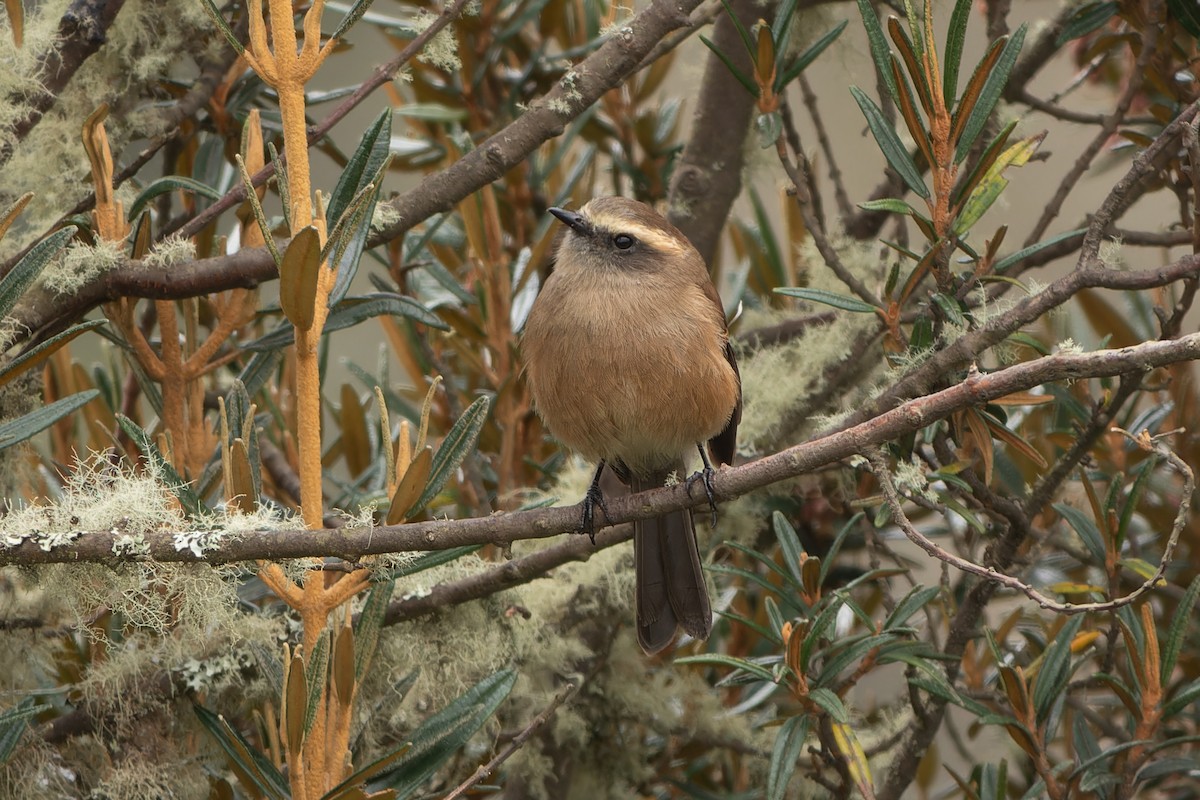 Brown-backed Chat-Tyrant - ML627069112