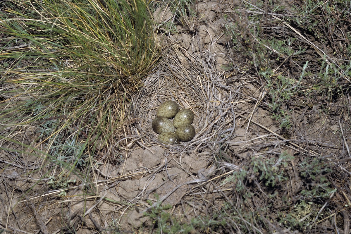White-winged Lark - ML627069223