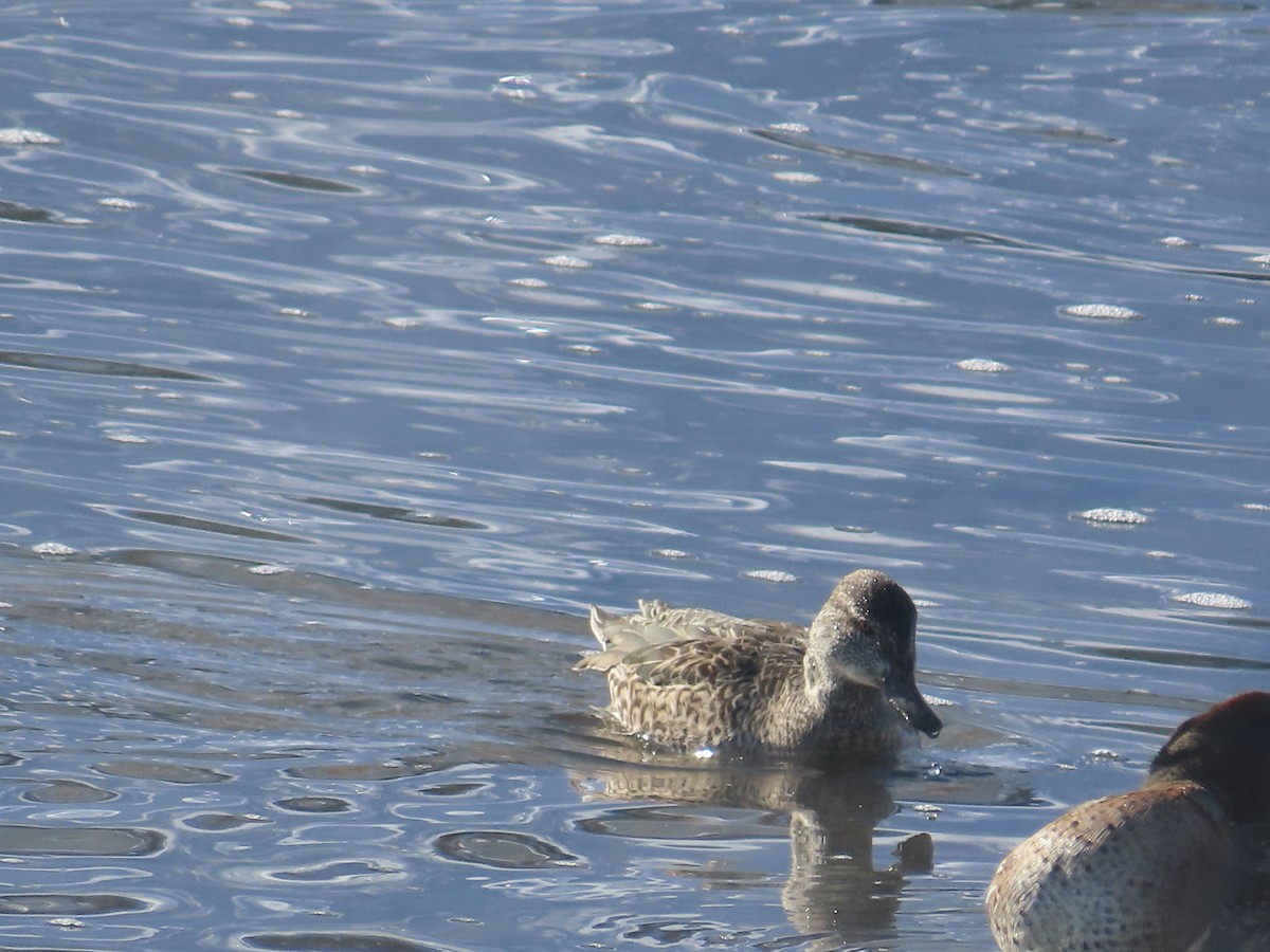 Green-winged Teal - ML627069465