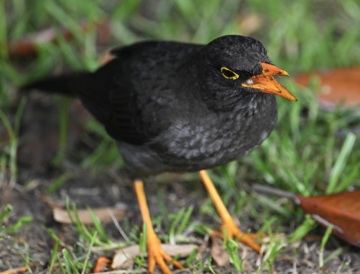 Great Thrush - ML627070168