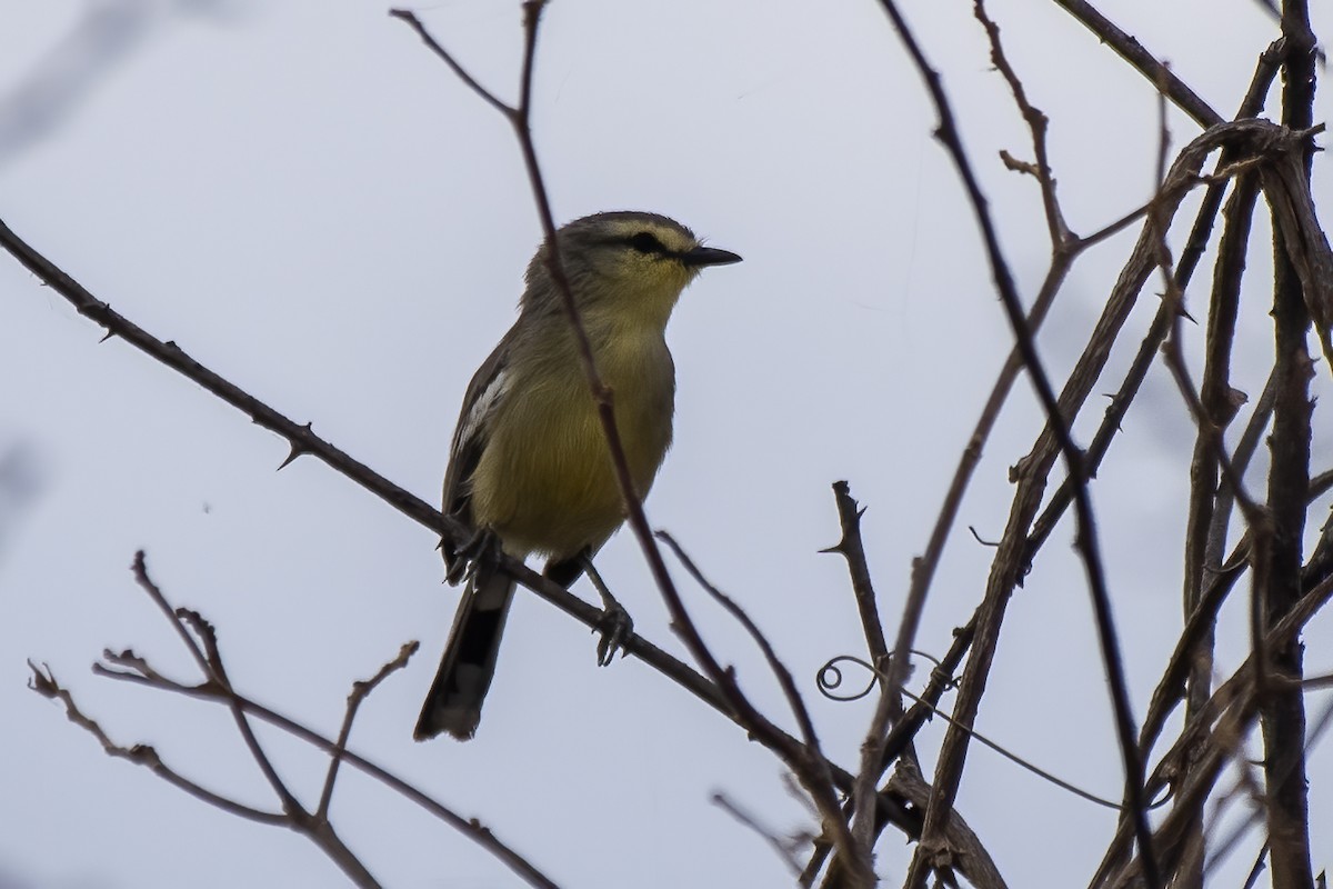 Bahia Wagtail-Tyrant - ML627070314