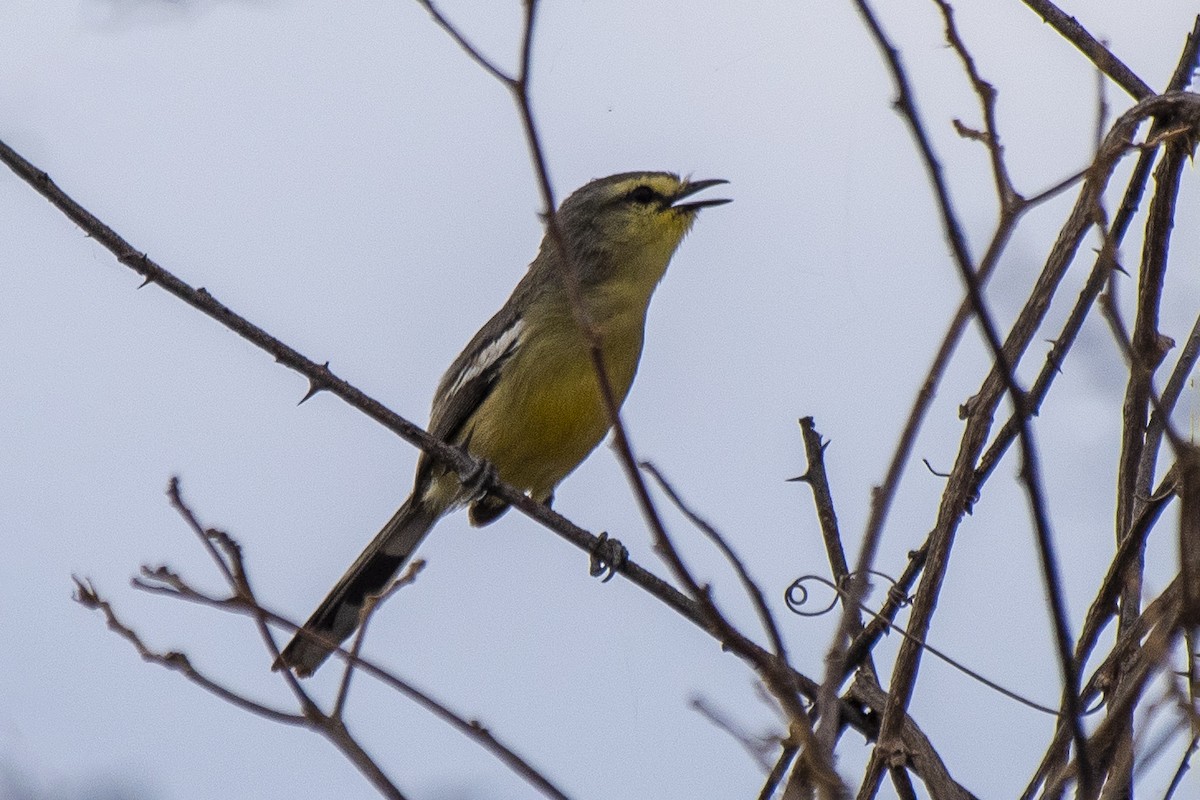 Bahia Wagtail-Tyrant - ML627070315