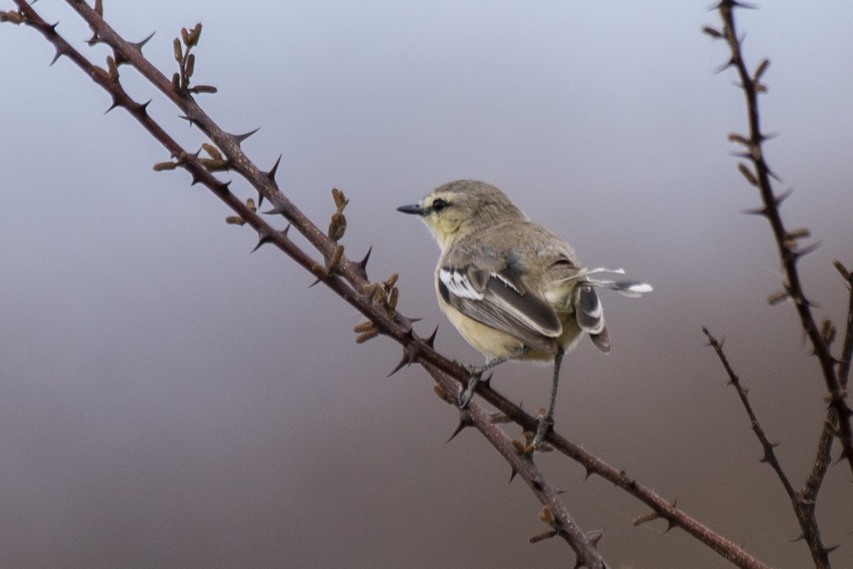 Bahia Wagtail-Tyrant - ML627070353