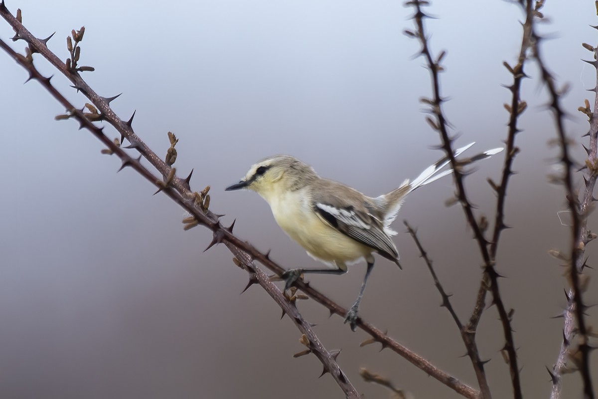 Bahia Wagtail-Tyrant - ML627070354