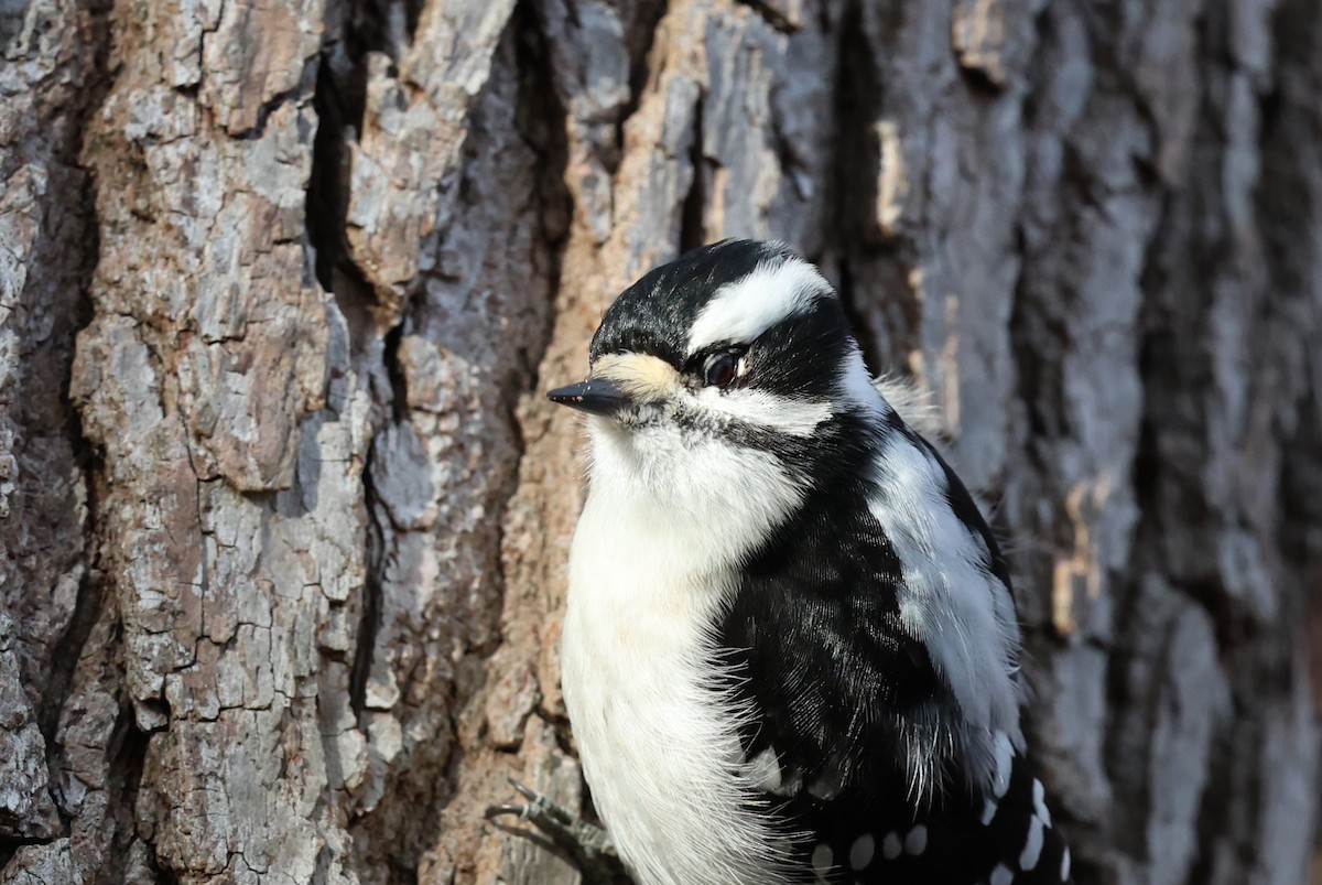 Downy Woodpecker - ML627070366