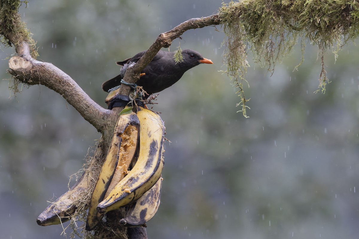 Great Thrush - ML627070508