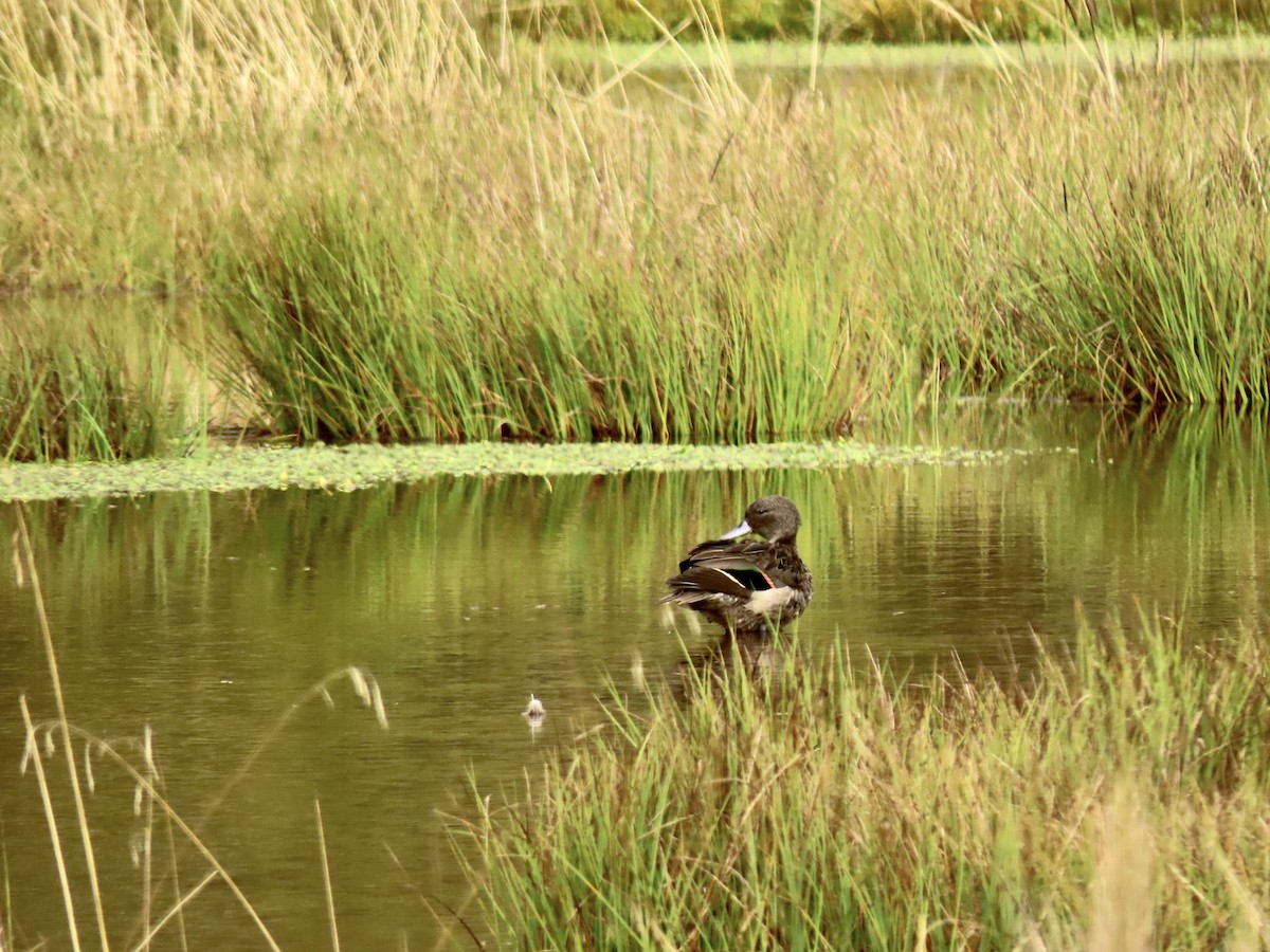 Andean Teal - ML627070691