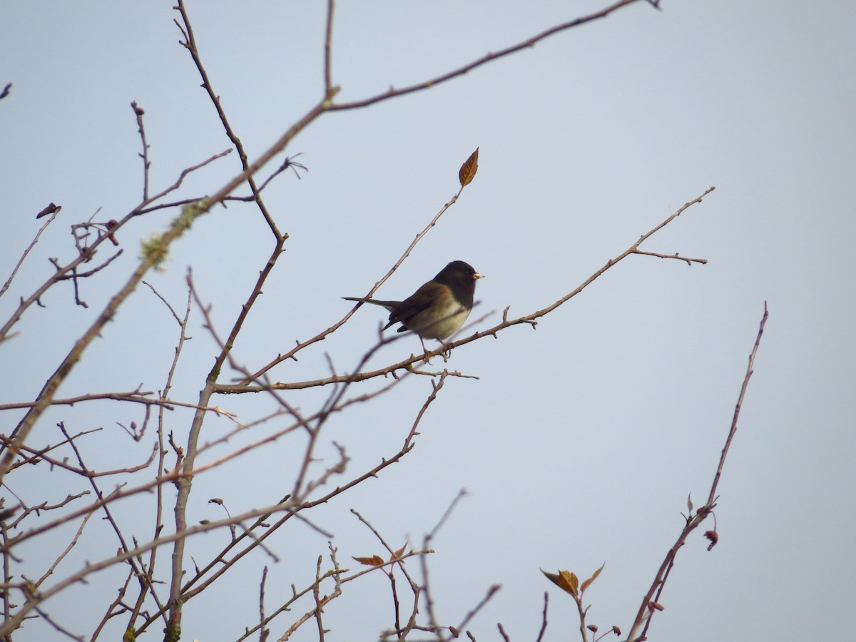 Junco ardoisé - ML627070713