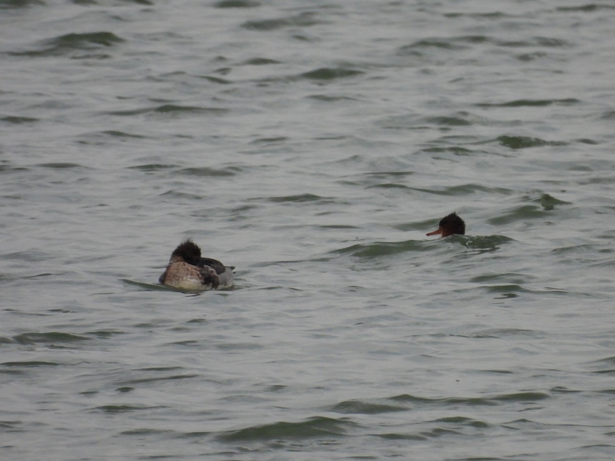 Red-breasted Merganser - ML627070751