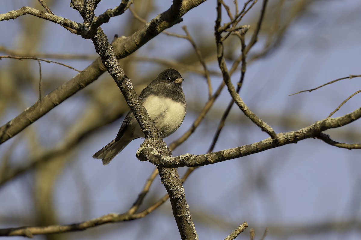 Dark-eyed Junco - ML627070765