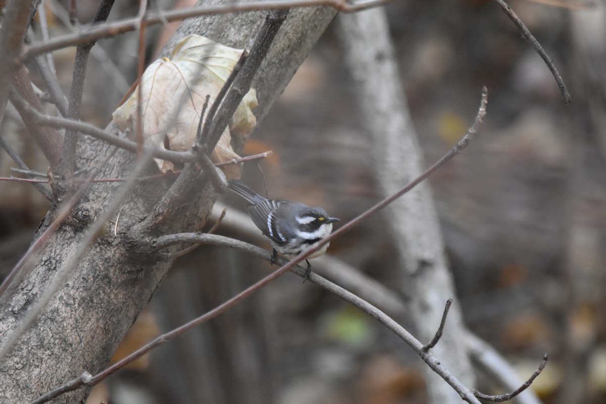 Black-throated Gray Warbler - ML627070840