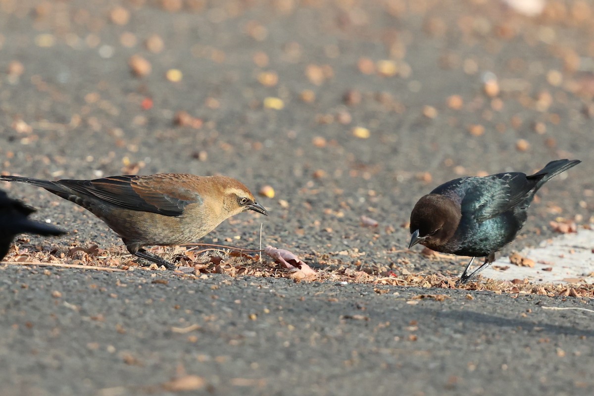 Brown-headed Cowbird - ML627070977