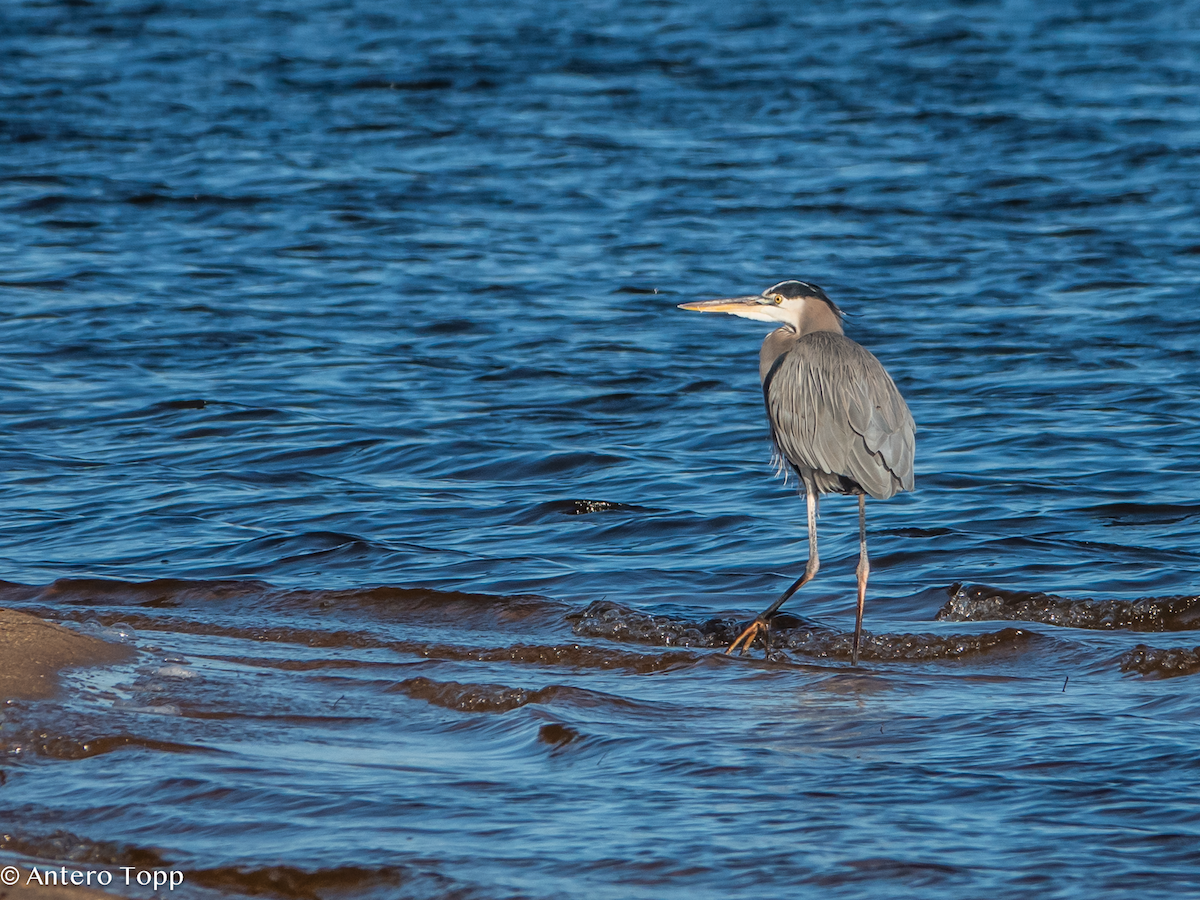 Great Blue Heron - ML627071374