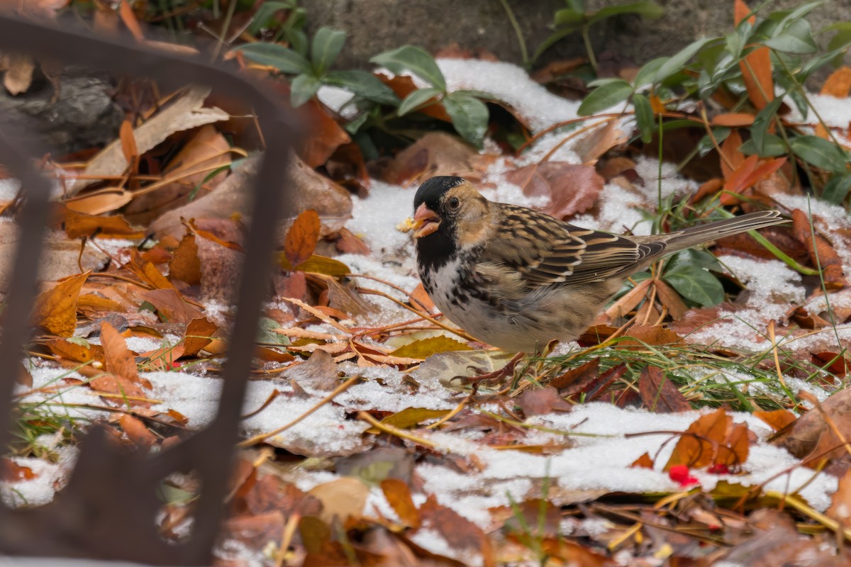 Harris's Sparrow - ML627071417