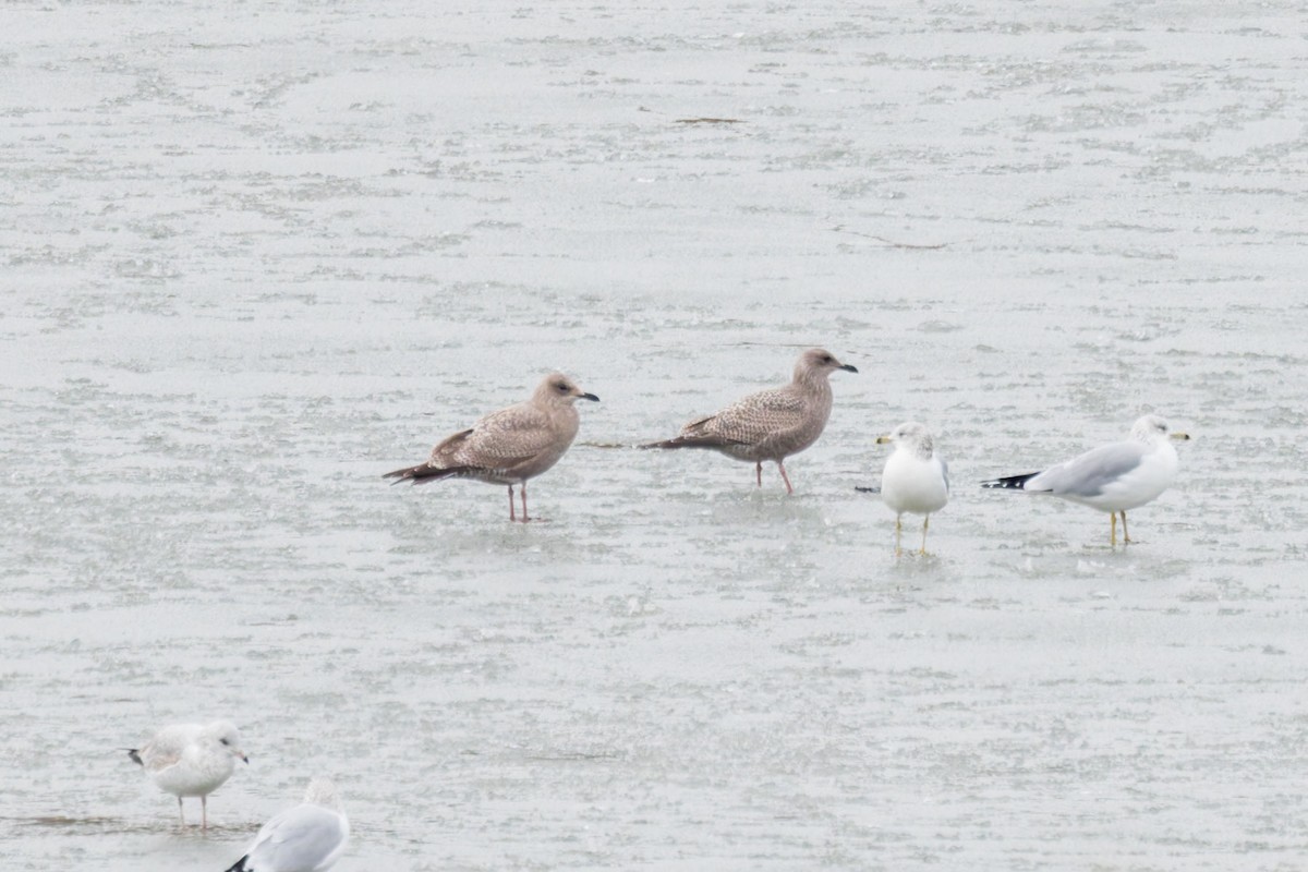 Iceland Gull (Thayer's) - ML627071432