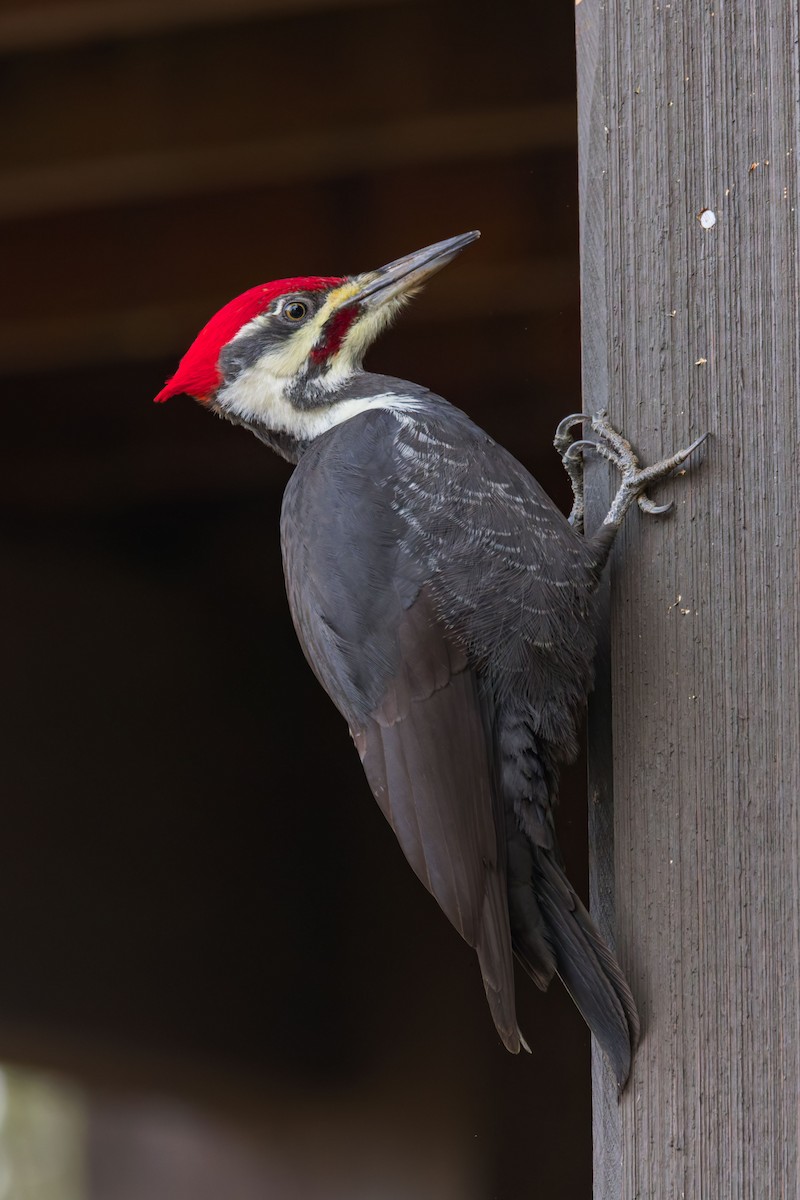 Pileated Woodpecker - ML627071499