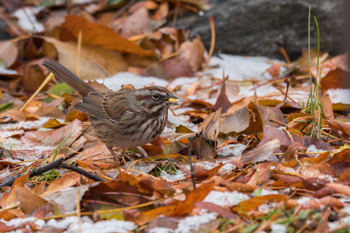 Song Sparrow (montana/merrilli) - ML627071515