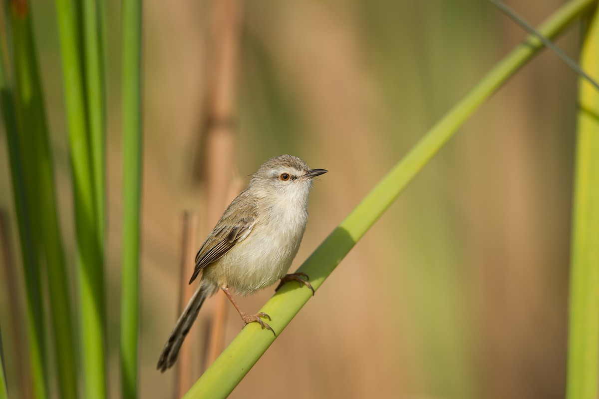 カワハウチワドリ - ML627071530