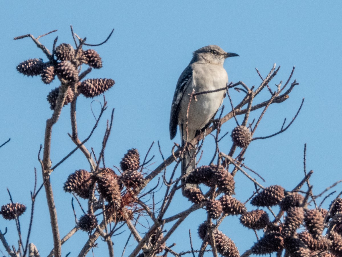 Northern Mockingbird - ML627071567