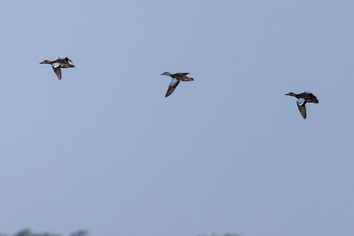 Blue-winged Teal - ML627071667