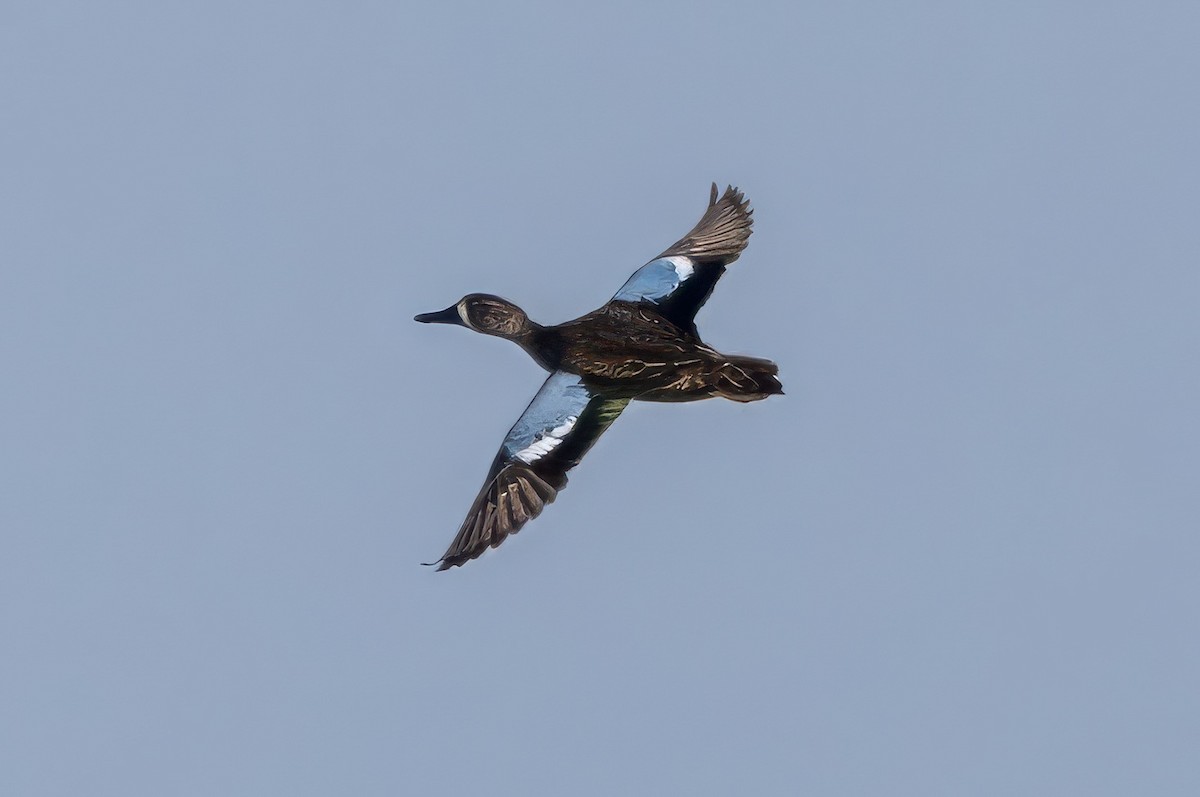 Blue-winged Teal - ML627071670