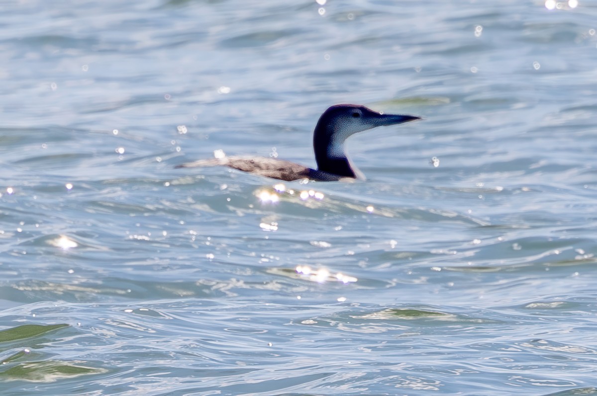 Common Loon - ML627071695