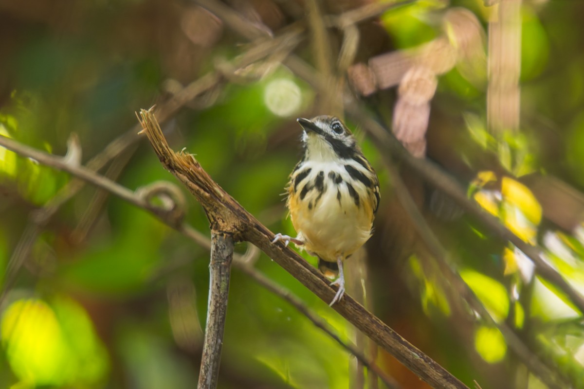 Dot-backed Antbird - ML627072103